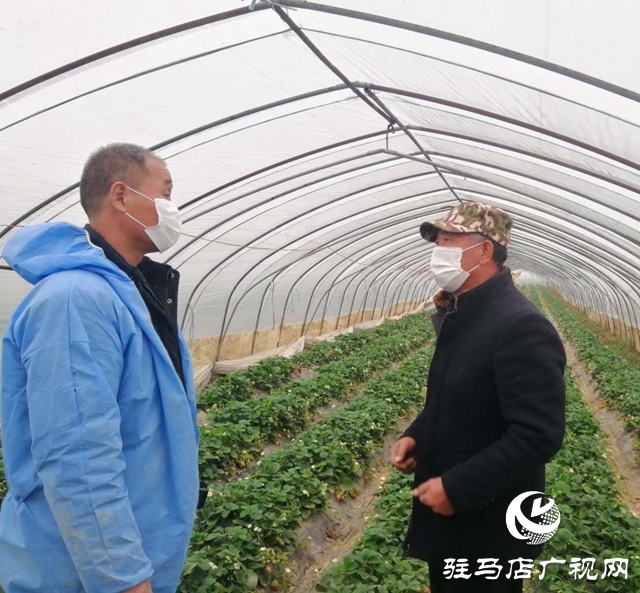 上蔡县蔡埠口村：提升果品质量 服务农户销售