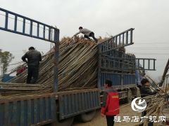 上蔡县五龙镇：全力推进春季廊道绿化农田林网建设