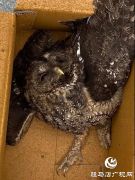 泌阳民警及时营救国家二级保护动物猫头鹰