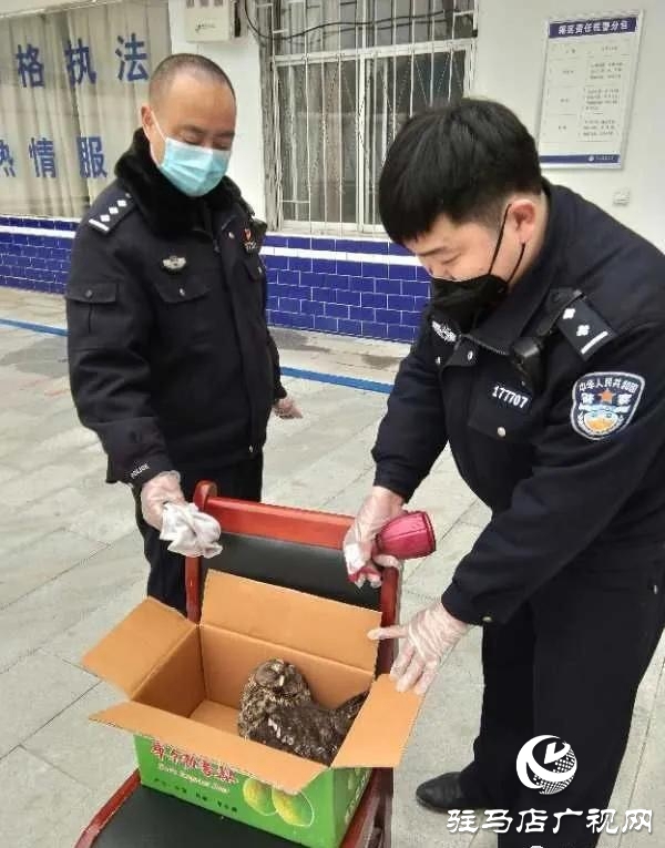 泌阳民警及时营救国家二级保护动物猫头鹰