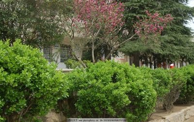 市会展中心园林绿化队紧抓天时修剪花木