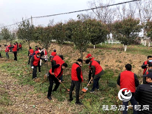 西平县柏城街道办事处组织开展义务植树活动