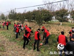 西平县柏城街道办事处组织开展义务植树活动