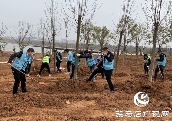 中建七局中原建设公司上蔡片区项目开展义务植树活动
