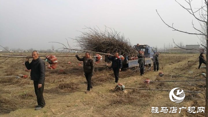 驻马店铭德实业植树造绿助力驿城区诸市镇脱贫攻坚