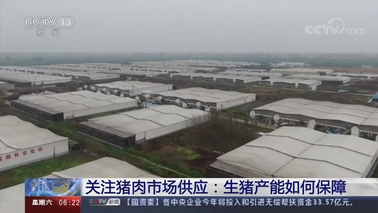 【央视关注河南】加快恢复生猪生产 保障百姓“肉篮子”