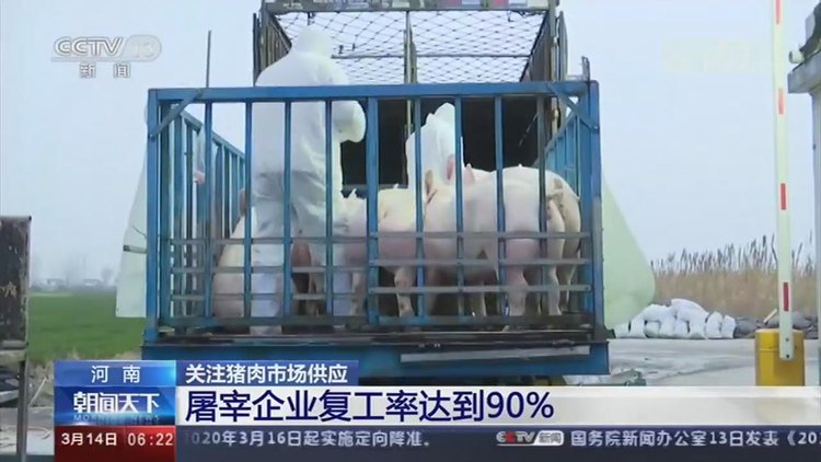 【央视关注河南】加快恢复生猪生产 保障百姓“肉篮子”