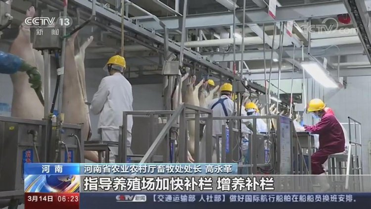 【央视关注河南】加快恢复生猪生产 保障百姓“肉篮子”