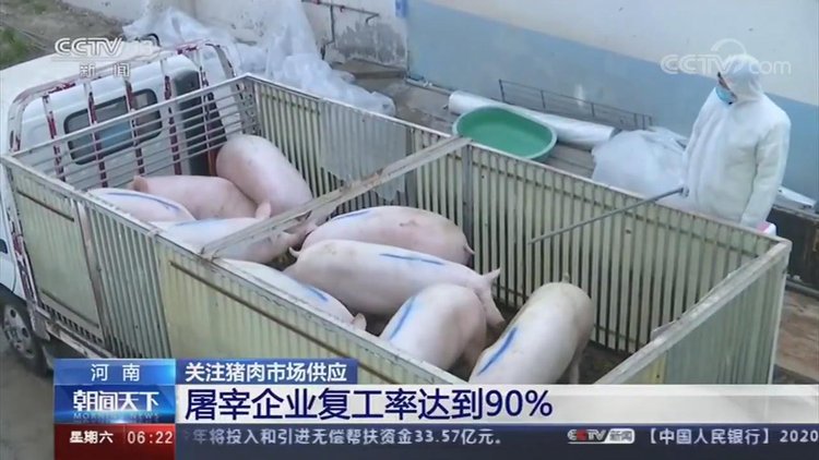 【央视关注河南】加快恢复生猪生产 保障百姓“肉篮子”