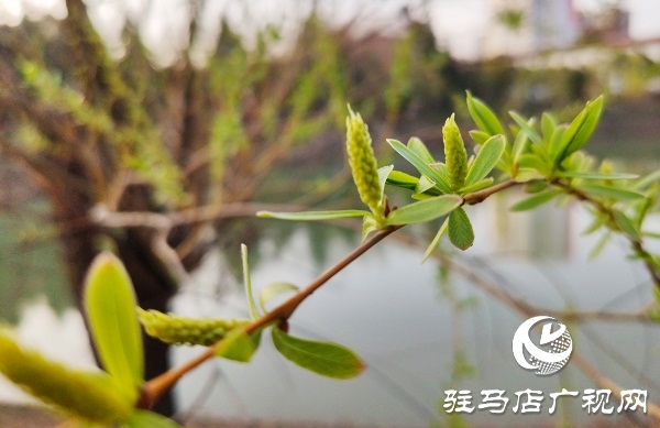 梁祝游园春色美