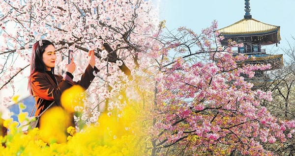 花开两地 豫鄂同春