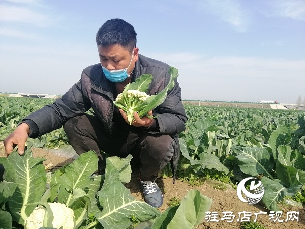 200亩有机花菜滞销 菜农王松涛急盼销路