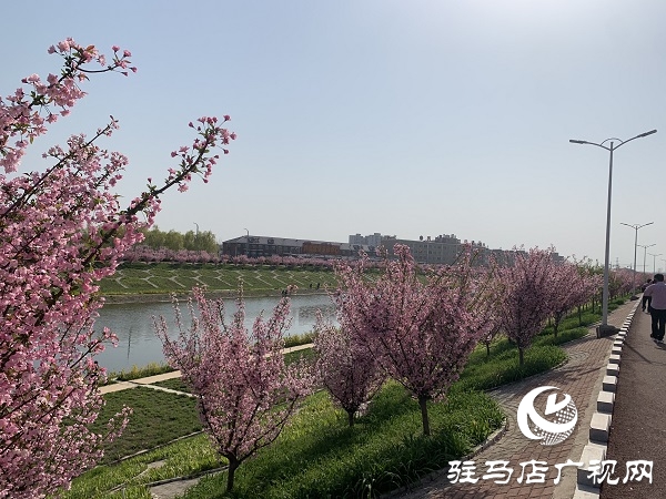 海棠花开春满城