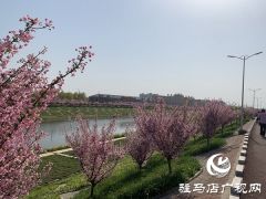 海棠花开春满城