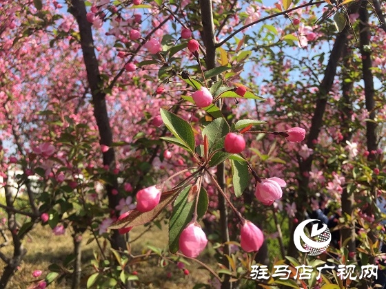 海棠花开春满城