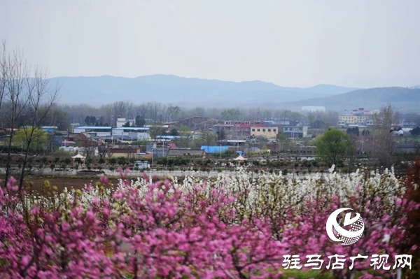 泌阳县马谷田镇河南村万亩果园 桃红梨白花香正漫