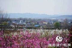 泌阳县马谷田镇河南村万亩果园 桃红梨白花香正漫