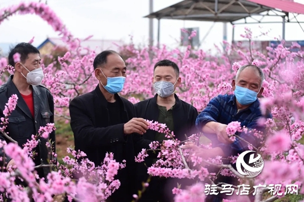 泌阳县马谷田镇河南村万亩果园 桃红梨白花香正漫