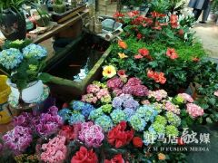 天中花卉市场开市了