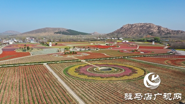 嵖岈山郁金香园3月24日开园迎客 医护工作者可凭有效证件免费入园