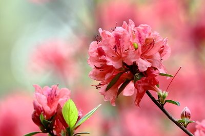 西平县融媒中心推出“网络赏花” 让观众足不出户欣赏海棠花开