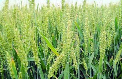 农业专家：小麦拔节孕穗期谨防病虫害