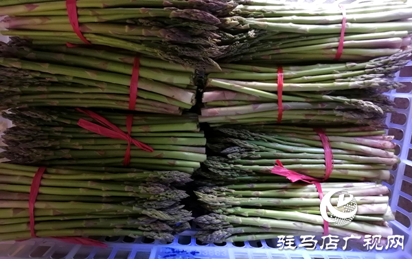 上蔡县小岳寺乡多方扶贫伸援手 芦笋滞销变直销  