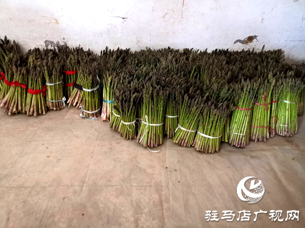 上蔡县小岳寺乡多方扶贫伸援手 芦笋滞销变直销  
