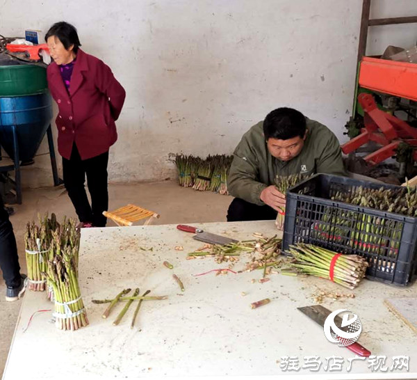 上蔡县小岳寺乡多方扶贫伸援手 芦笋滞销变直销  