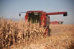 联合国：疫情或致粮食危机 4、5月预计出现糟糕情况