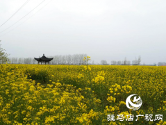 汝南县梁祝镇抢抓植绿时节 营造生态乡村