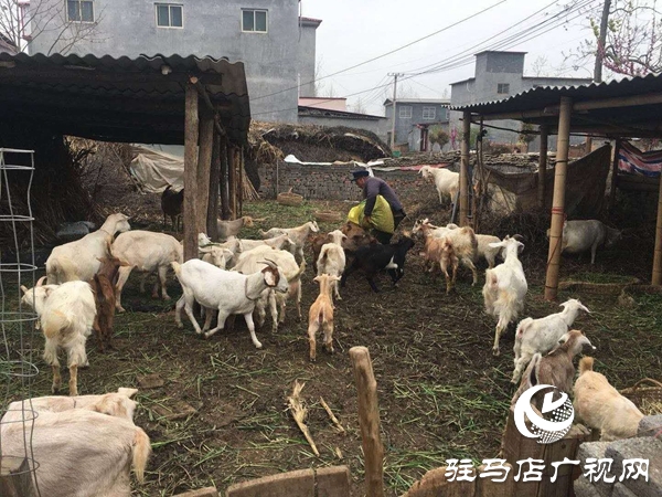 驻村第一书记张扬：带领魏楼群众早日脱贫致富奔小康