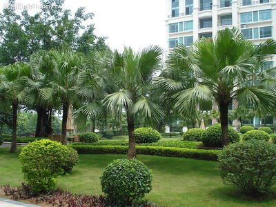 驻马店市园林绿化中心喷洒药剂防治蚜虫