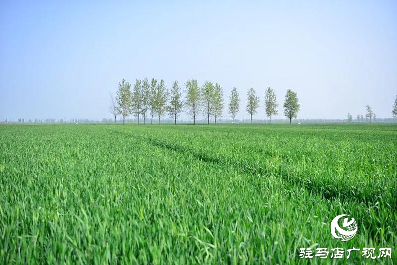 上蔡：春管正当时 田间春播忙