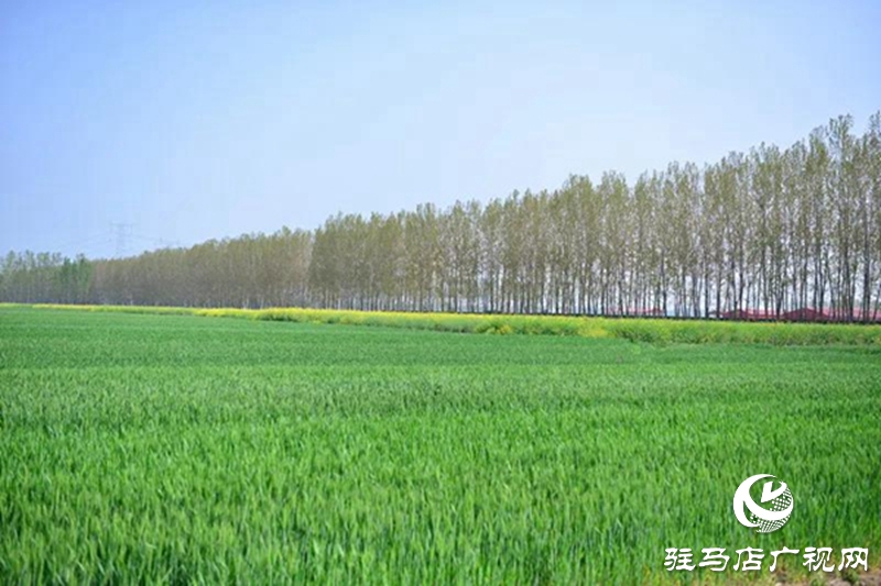 上蔡：春管正当时 田间春播忙