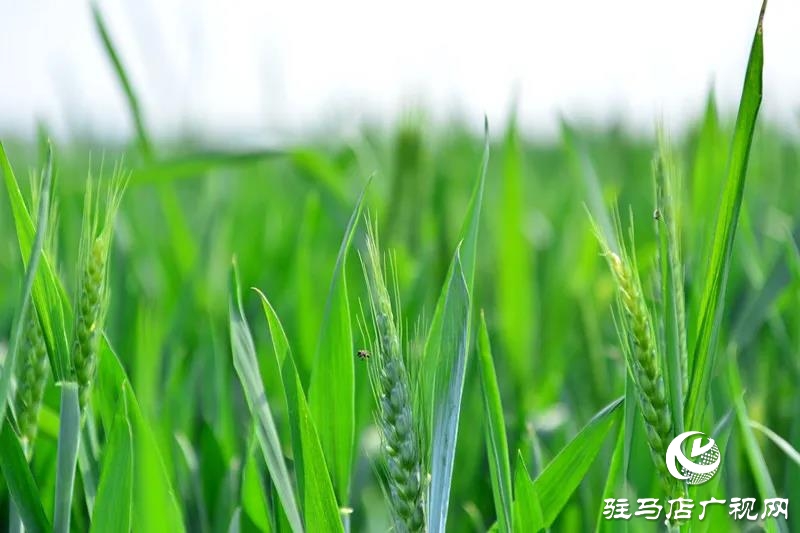 上蔡：春管正当时 田间春播忙