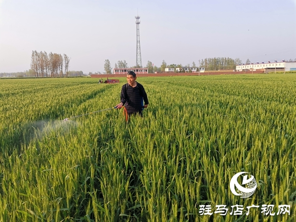 小麦进入抽穗期 麦田管理要及时
