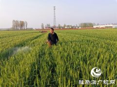 正阳：农气技术人员深入田间地头指导春季麦田管理