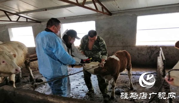 汝南县板店乡筑牢春季动物防疫安全网