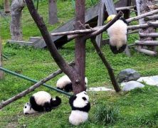 中国大熊猫中心回应幼仔窒息死亡：从未见到过这种情况，将逐一排查隐患