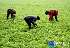 复苏，从一片茶叶开始——河南大别山区经济见闻