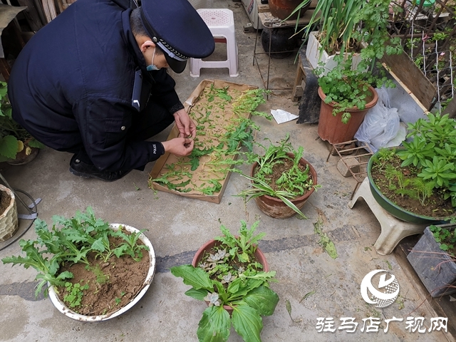 驻马店市公安局西园分局全力开展禁毒铲毒行动