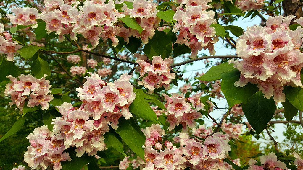 楸树花开扮驿城