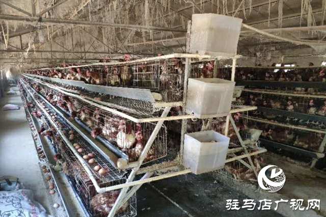 泌阳：“致富能人”侯忠信养鸡铺就致富路