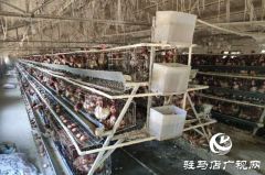 泌阳：“致富能人”侯忠信  养鸡铺就致富路