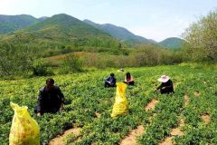 驻马店市驿城区：小小豌豆角 增收“金豆豆”