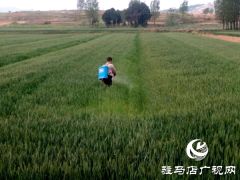 泌阳县春水镇切实抓好春季麦田管理