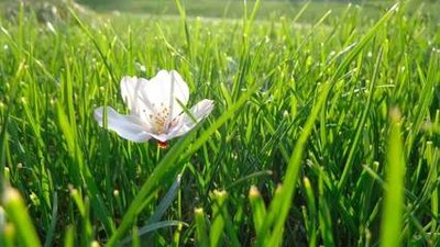 今日谷雨：春去夏来 作物生长正当时