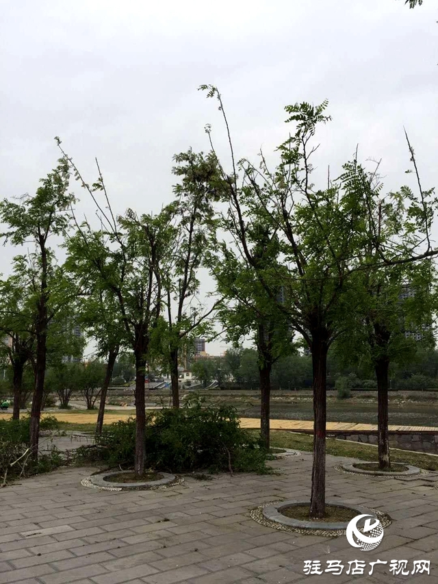 槐花才飘香 惨遭“摧花手”