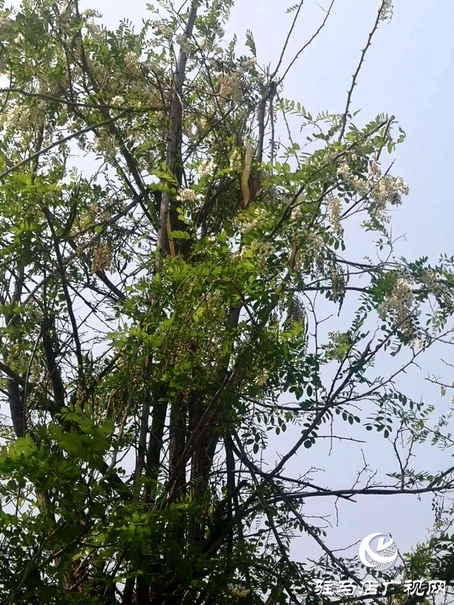  槐花才飘香 惨遭“摧花手”